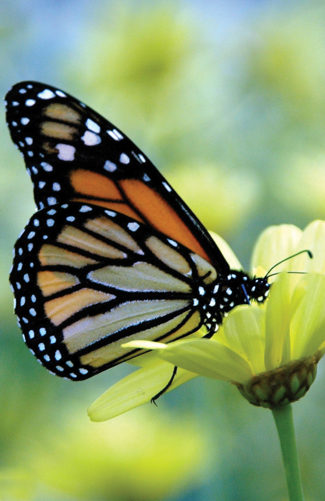 butterfly on yellow flower