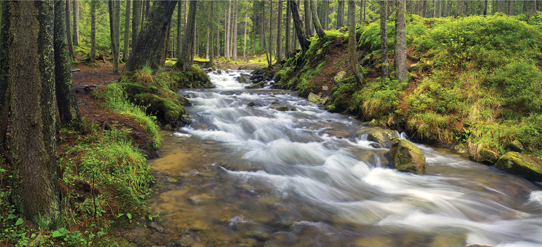 Prut river in the wild forest