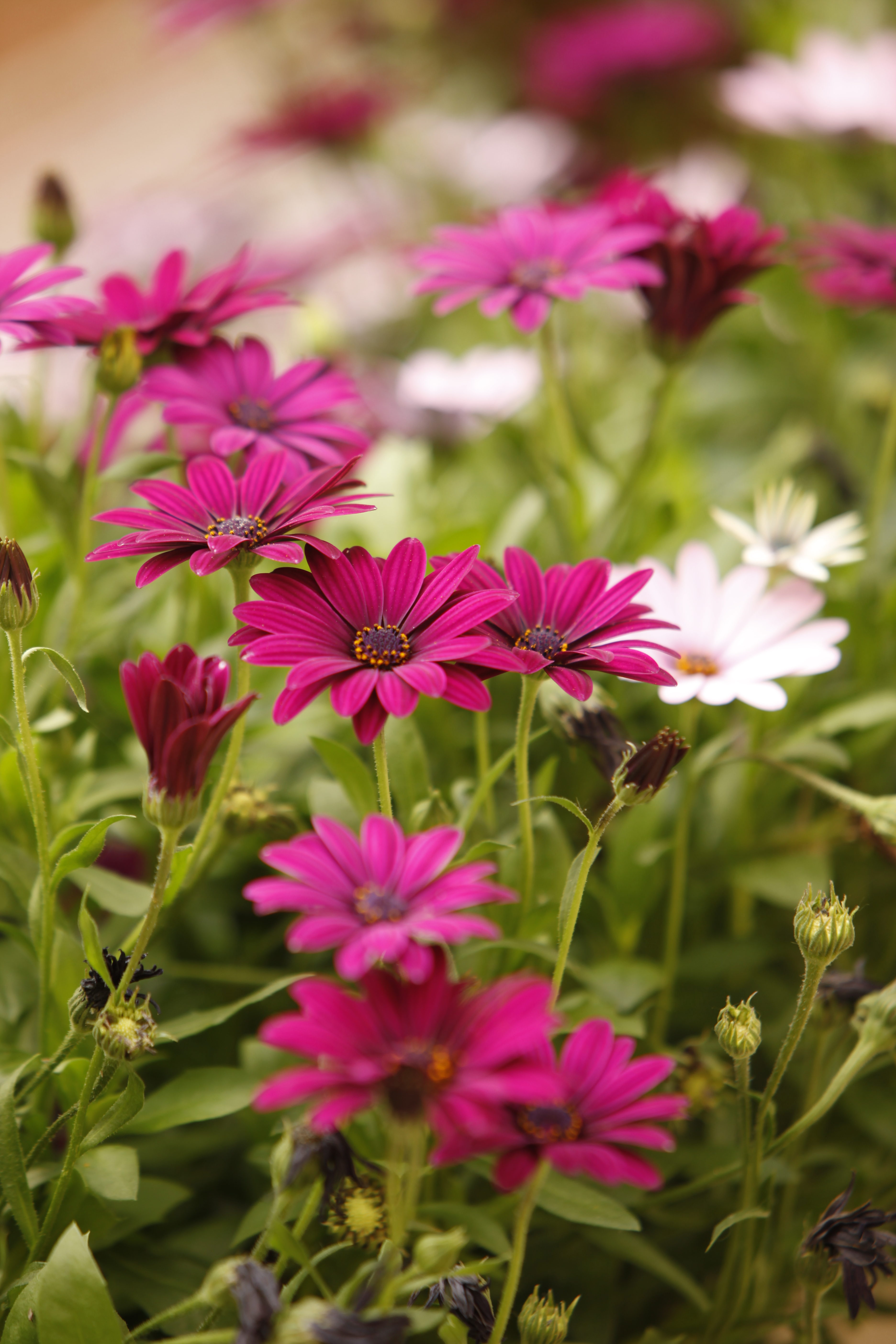 daisies
