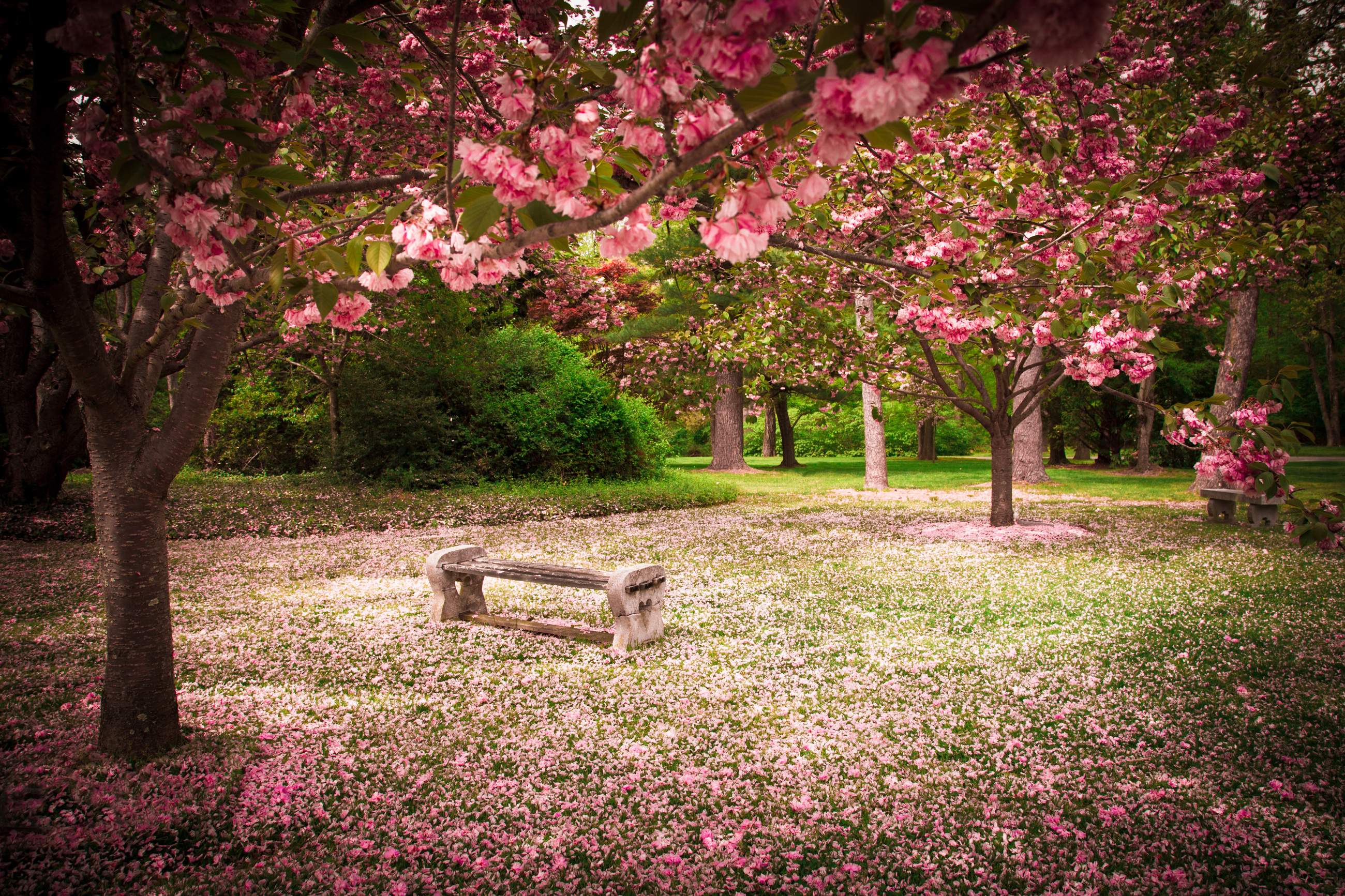 Tranquil garden bench surrounded by cherry blossom trees