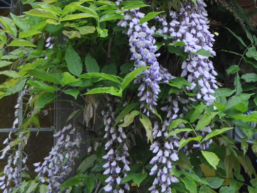wisteria small